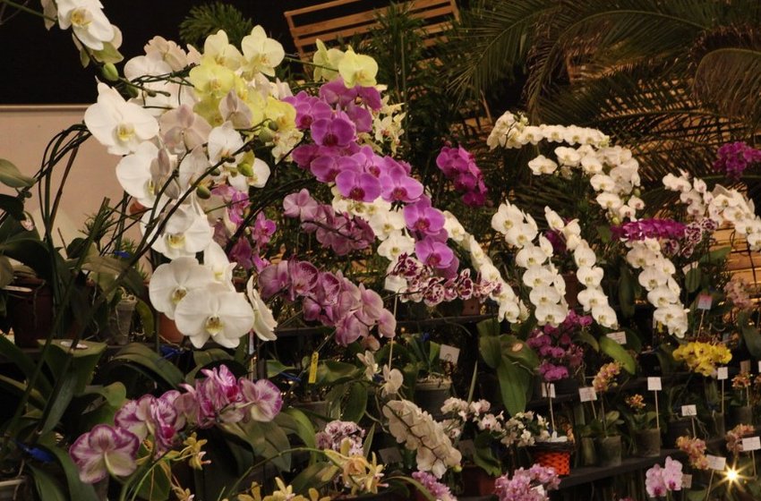 83ª Festa das Flores promete diferentes cenários com milhares de flores de época