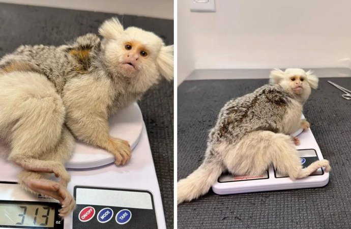 Sagui com leucismo é resgatado após possível atropelamento em Jaraguá do Sul