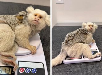 Sagui com leucismo é resgatado após possível atropelamento em Jaraguá do Sul