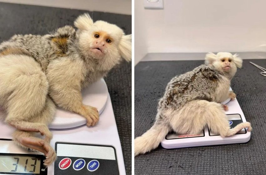 Sagui com leucismo é resgatado após possível atropelamento em Jaraguá do Sul