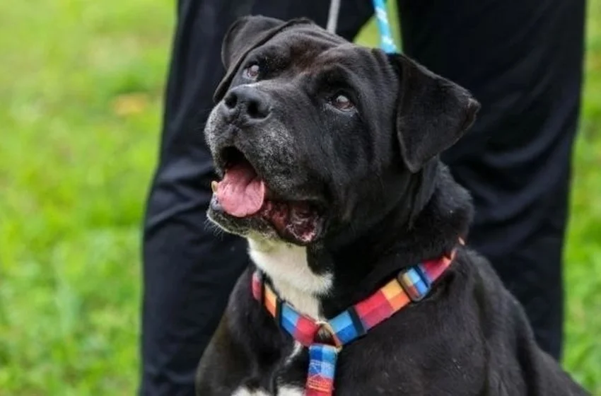 Câmara de Joinville aprova punição para cachorro solto na rua
