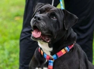 Câmara de Joinville aprova punição para cachorro solto na rua
