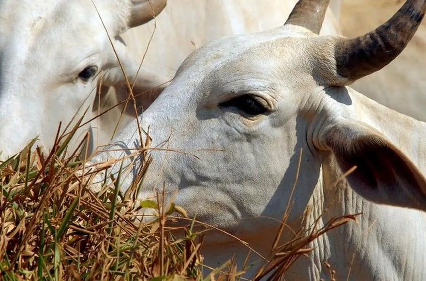 Brasil se torna livre de febre aftosa sem vacinação