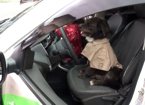 Cãozinho resgatado ferido na frente de batalhão da PM é adotado por policiais e ganha 'farda' em São Francisco do Sul