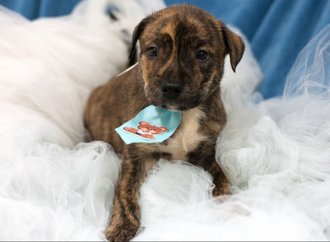 Centro de Bem-Estar Animal de Joinville realiza feira de adoção de cães e gatos neste domingo