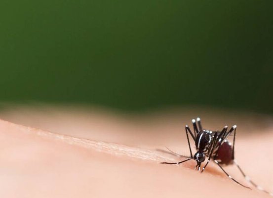 Dengue em SC: Joinville registra primeira morte em 2024