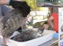 Feira do Peixe Vivo em Joinville vende tilápia a R$ 20 o quilo
