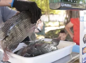 Feira do Peixe Vivo em Joinville vende tilápia a R$ 20 o quilo