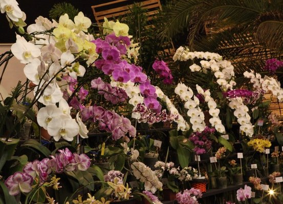 Festa das Flores inicia nesta terça, 14, em Joinville