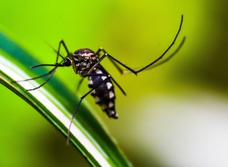 Joinville soltará mosquitos em 11 bairros a partir de agosto