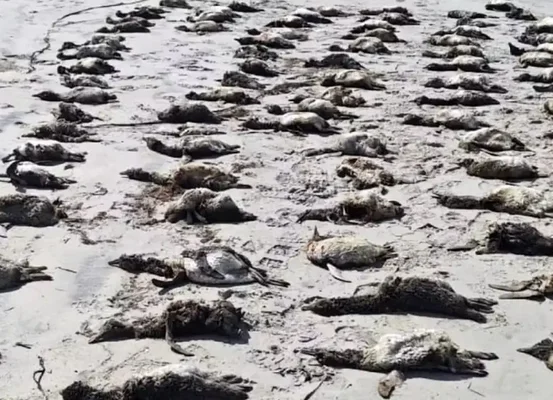 Mais de 700 pinguins são encontrados mortos no litoral de São Paulo