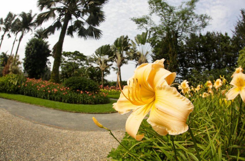 Parque dos Hemerocallis apresenta nova identidade visual