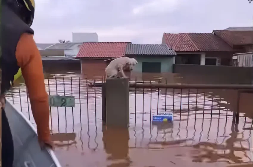 Pelo menos 3,5 mil animais ilhados pela chuva foram resgatados no RS