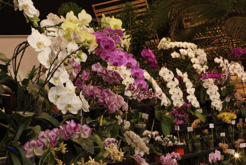 83ª Festa das Flores promete diferentes cenários com milhares de flores de época