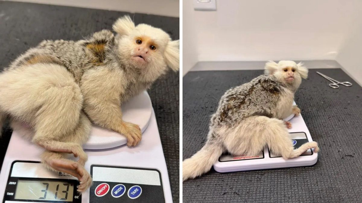 Sagui com leucismo é resgatado após possível atropelamento em Jaraguá do Sul