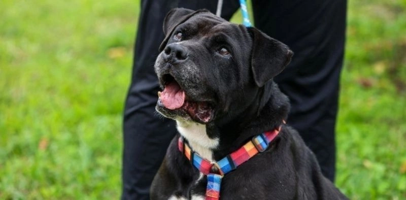 Câmara de Joinville aprova punição para cachorro solto na rua