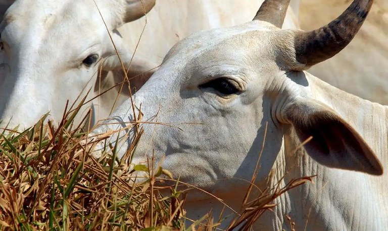 Brasil se torna livre de febre aftosa sem vacinação