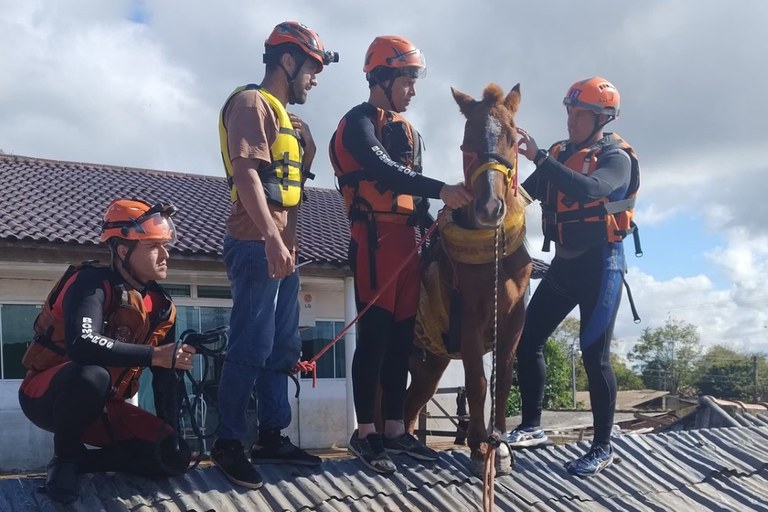 Cavalo Caramelo é resgatado depois de ficar ilhado em telhado em Canoas