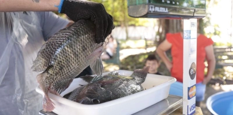 Feira do Peixe Vivo em Joinville vende tilápia a R$ 20 o quilo