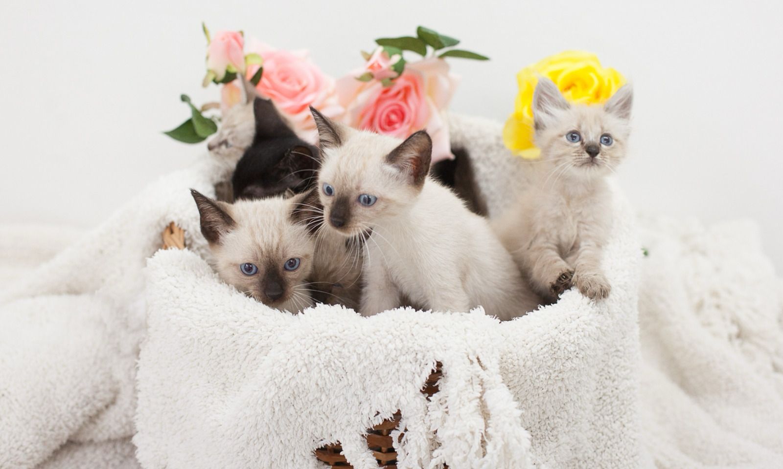 Filhotes de gatos e cães resgatados estarão disponíveis para adoção em feirinha no domingo, 10