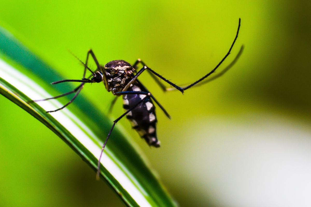 Joinville soltará mosquitos em 11 bairros a partir de agosto