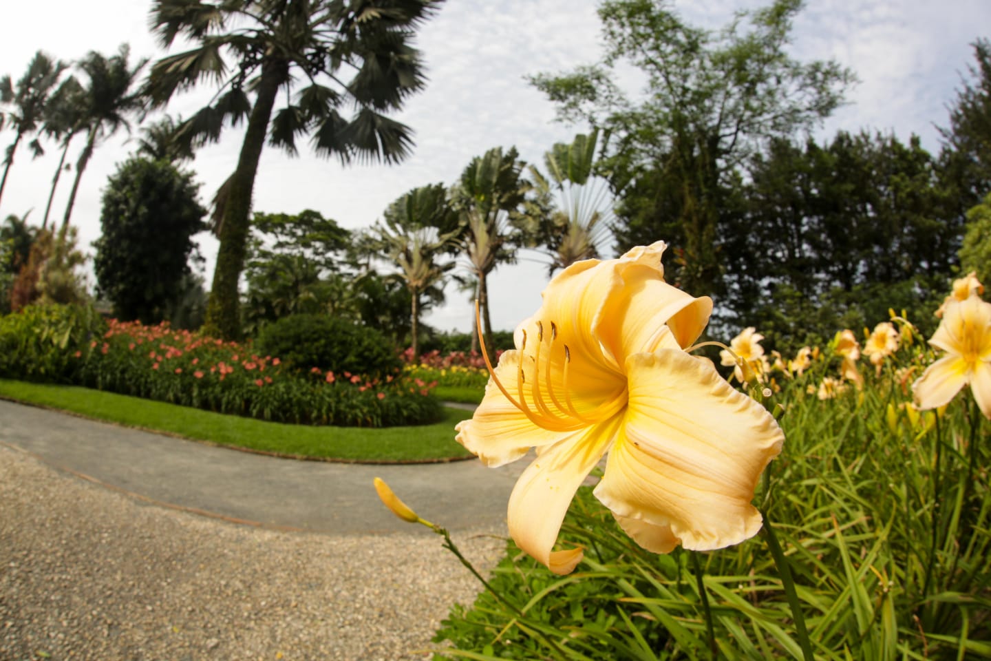 Parque dos Hemerocallis apresenta nova identidade visual